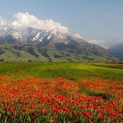 Vallée des fleurs de Kok Zhaiyk